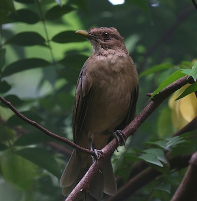 Clay-colored Robin Clay-colored Robin